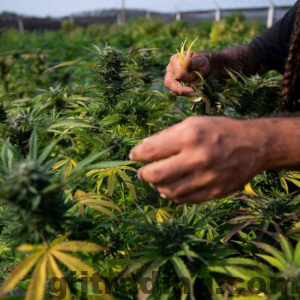 Cannabis picture for blog post "Elevate Your Cannabis Experience: A Guide to Essential Tools"
