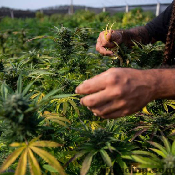 Cannabis picture for blog post "Elevate Your Cannabis Experience: A Guide to Essential Tools"